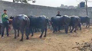 8 ਮੱਝਾਂ ਹਰਿਆਣੇ ਦੀਆਂ ਵਿਕਾਊ, 8 Buffaloes for Sale