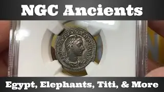 NGC Ancients - Egypt, Elephants, Titi, & More