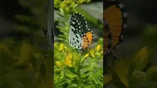 A close-up look at the Red Pierrot Butterfly's vibrant colours. #shorts