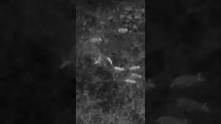 Thermal Drone Finding Wild Hogs #hunting #hoghunting #thermalhunting
