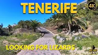 Tenerife - February 2 In Search of Lizards (Found Sunshine Instead) | Las Américas Walk 4K