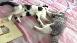 Pandara Farm - Scottish Fold & Dalmatian 67 - Cat massage behavior
