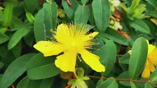 St. John's Wort or St. John's Beard - Herbal Help #sleepaid #stressrelief #healthandwellness #herbs