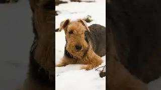 5 Fast Facts About the Airedale Terrier! 🐕👑 #Dog #Dogs #Dogfacts #AiredaleTerrier #AiredaleTerriers