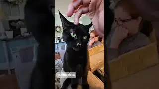 😂 Cats Being Cats | Funniest Cat Moments