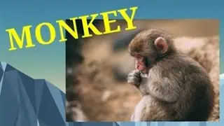 Amazing Facts About Monkey (Scientific name: Cercopithecidae)