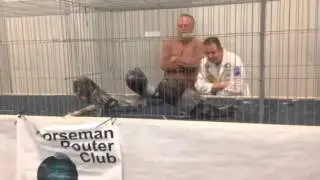 2015 Pageant of Pigeons pouter and cropper final