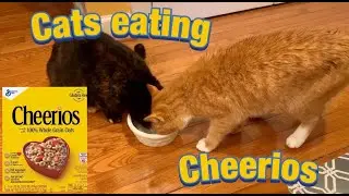 2 Cats Eating Cheerios for Breakfast