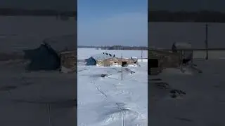 Коалы - Зимовка.