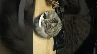 Cute Norwegian Forest Kitten Cat #kitten #cat #shorts