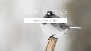 Quiet Science: Quantum Birds