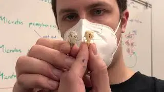 Arvicolinae skulls