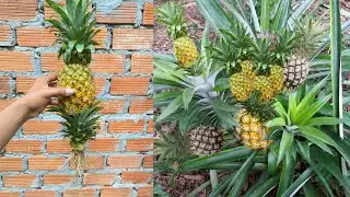 Pineapple transplanting method to get good results.