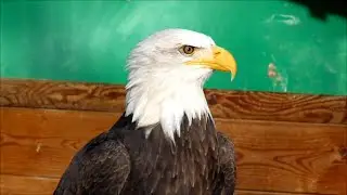 Der Ruf des Wei&szlig;kopfseeadler; the call of the American Bald Eagle, white head eagle, Adler