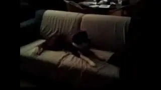 dog on fludeh mix KSI