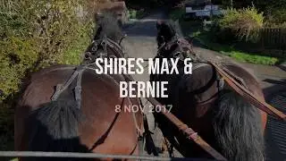 Shires Max & Bernie