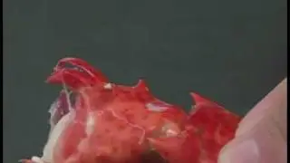 Cooking Tips : How to Remove Meat from Lobster Knuckles