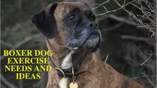 Boxer Dog Daily Exercise [Needs and Ideas]