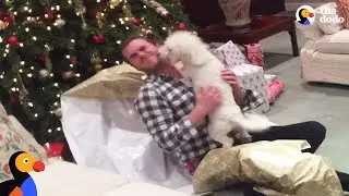 Good Dogs Opening Christmas Presents | The Dodo