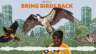 Bring Birds Back: How to Be a More Ethical Birder