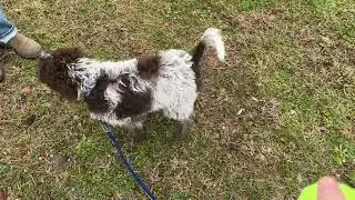 Born to Work: The Hyperactive Lagotto Romagnolo Puppy Struggling to Settle