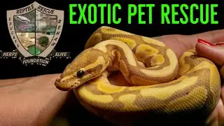 Saving Snakes & MORE - Herps Alive Exotic Pet Rescue