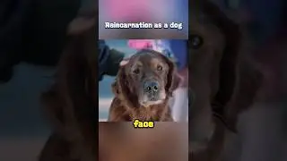 The man was reincarnated as a dog after his death, but he left in tears🐶