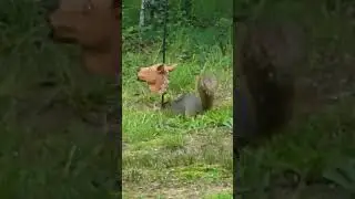 Peanut the squirrel and #squirrel #feed #training #bennyhill #funny Day 2. Happy Monday!!