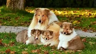 K&oacute;lia dlhosrst&aacute; - &scaron;teniatka A - Fellow of Eternity (collie rough - puppies)