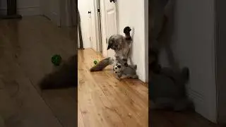Big Fabulous Cat Pounces Toy and Gives it a Shake 😸