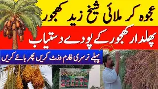 Date palm farming in pakistan | Khajoor ke pode | Garden plants 2025 #garden #datepalm