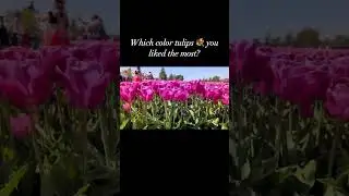Beautiful tulip varieties #shorts #tulips #springbloom
