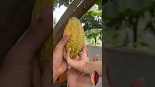 ഇന്ന് കൊക്കോ പഴം ആയാലോ😍 #coco #fruit #love #shorts #youtubeshorts #beautifulnature #naturalife 🤩