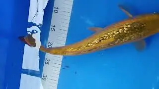 Maple Koi - Gin Rin Ki Matsuba