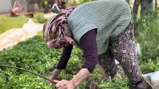 Köyde ananem bahçesi için fidan aklıyor. Domates biber patlıcan dikecek