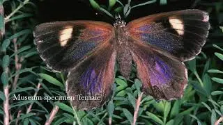 20200912 Herding of Ogyris otanes caterpillars by Camponotus terebrans ant