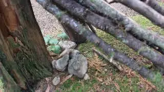 SASQUATCH STRUCTURES