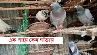 কবুতর এক পায়ের ওপর দাঁড়িয়ে থাকার কারণ কি | কবুতর দাড়াতে পারে না! দৌড়াবে চিকিৎসার পর ১০০% |Pigeon
