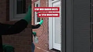 Get Rid of Mud Daubers Fast With This Short & Simple Guide!