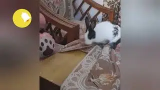 लड्डू की प्यारी शरारते 🥰🤣 #bunnies #rabbit #petsandanimals