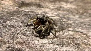 Habronattus ophrys Jumping Spider