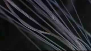 Annelids - Terrebellid, Spaghetti Worm