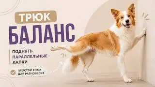 Трюк для собак: Баланс, собака поднимает параллельные лапы