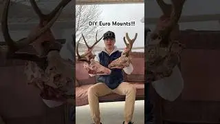 How To Make A Euro Mount (The Easy Way) 🦌💀 #taxidermy #hunting #deer #skullcleaning
