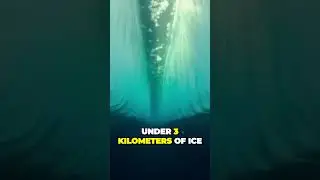 Discovering Antarcticas Hidden Ecosystem A Thriving Underwater World Unveiled