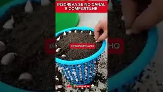 Como Plantar ALHO em VASO Horta em CASA  @vidanaro&ccedil;ahq #alhoemcasa #hortaemvaso #alho EP: 03