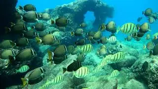 Diving Hawaii's North Shore