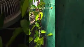 Audio do cliente! Obs Cliente EU! Quem mais ja fez isso? #brasil #plants #garden