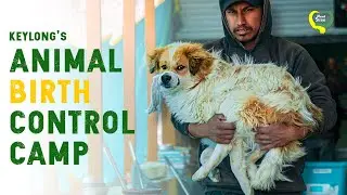 Keylong's Animal Birth Control Camp | Sterilization Camp | Manali Strays | Kullu-Manali