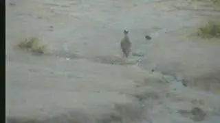 Crowned Plover